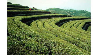 临海市羊岩茶厂 传承与创新中的茶叶瑰宝